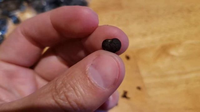 How to grow trachycarpus fortunei from seed part 1 смотреть онлайн