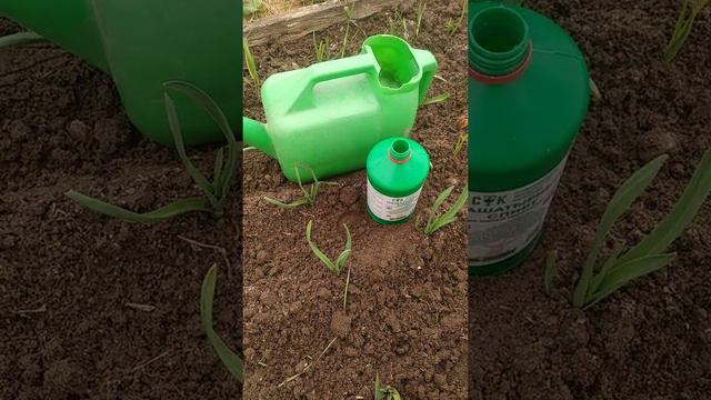 Сделайте Подкормку Чеснока Этими Двумя Компонентами. И результат Вас приятно Удивит! смотреть онлайн