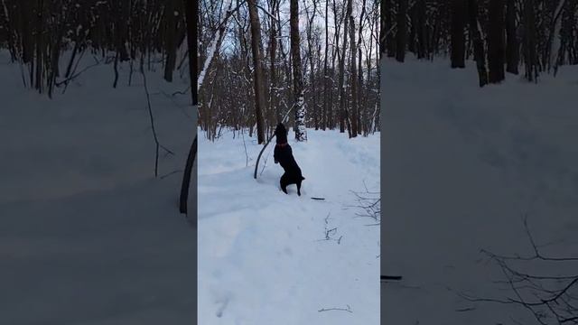 Кане Корсо игра. #canecorso #dog #канекорсо #парк #природа #собака #дача смотреть онлайн