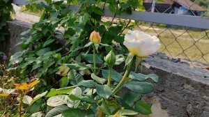 РОЗЫ Бельвью, Синко де Майо, Мерхенцаубер, Кёльнер Флора...