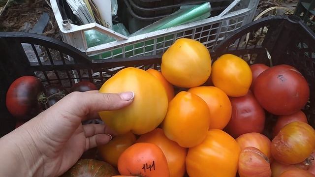 Томаты меня завалили. Купите такие семена и будете собирать урожай тележками смотреть онлайн