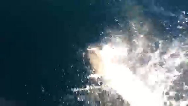 Дельфины. Чёрное море. Крым. смотреть онлайн