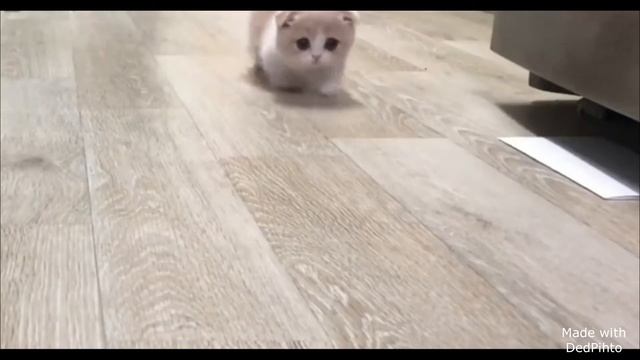 Эти забавные животные смотреть онлайн