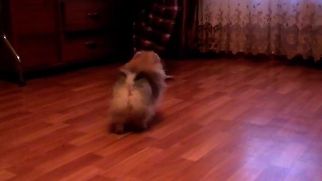 Pomstyle Elixir Of Love (3,5 months) 2 смотреть онлайн