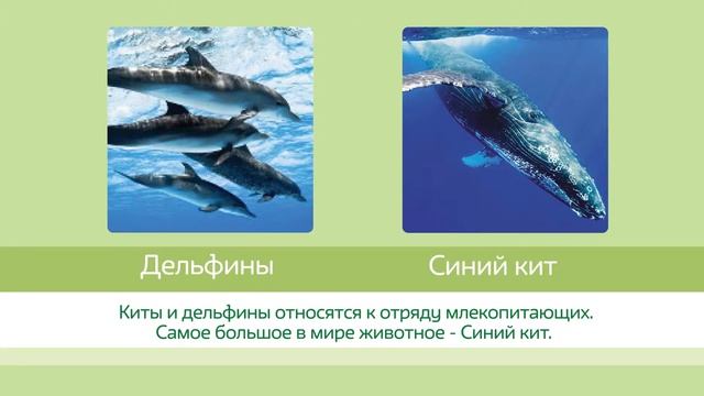 2017 - год экологии. Всемирный день китов и дельфинов. смотреть онлайн