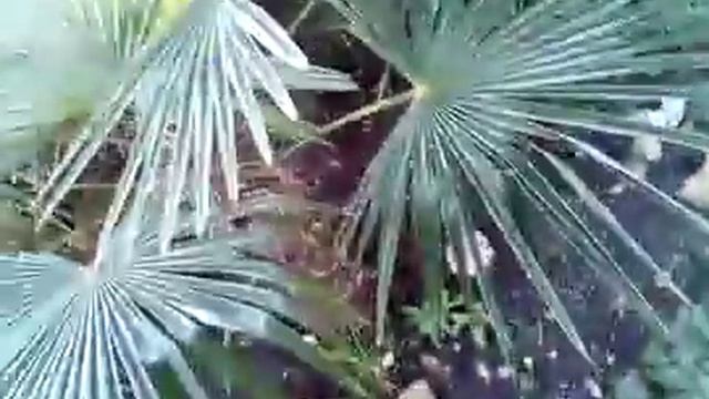 Пальма зимой. Иний на листьях Пальмы. смотреть онлайн