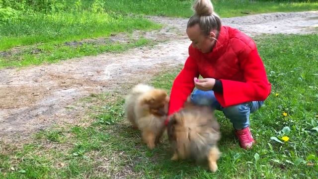 ОРИЕНТАЦИЯ В МИРЕ ЖИВОТНЫХ смотреть онлайн