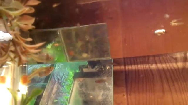 7 day old guppy fry !! смотреть онлайн