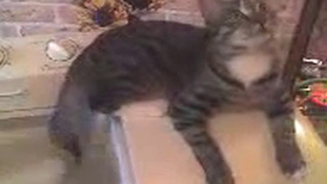 КОТяка стирает.3gp смотреть онлайн