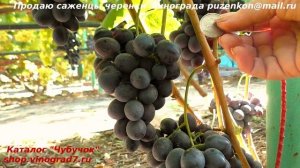 Виноград ПОСЛАННИК- огромная  ягода и гроздь не оставляет равнодушных. Рискните- посадите! (Пузенко