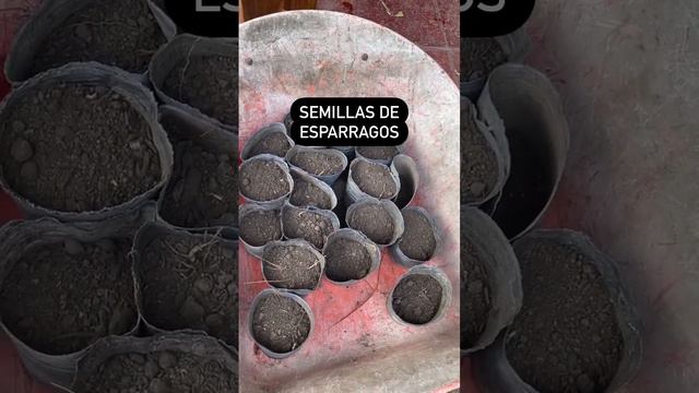 Como Vienen Las Semillas De Esparragos?