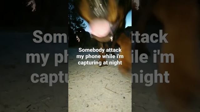 They attack my phone,while capturing at night #shorts #doglover #rottweiler смотреть онлайн