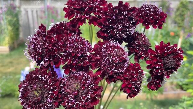 Scabiosa “QIS Purple Black “ смотреть онлайн