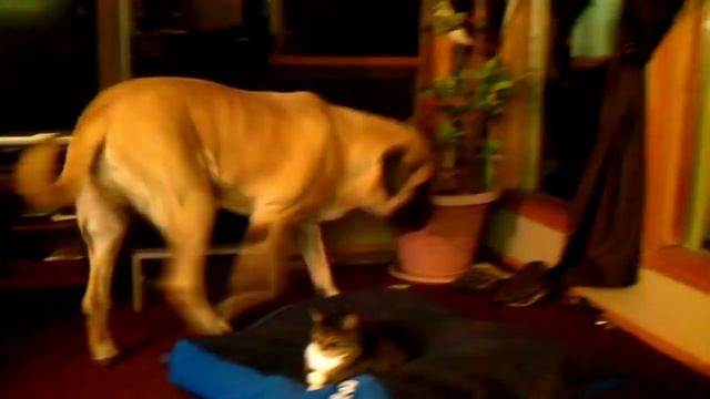 Прикол !!! Кошки и собаки борьба за лежанку ))))) смотреть онлайн