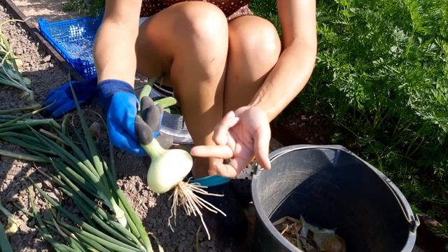 Как и когда убираю лук. И я с ним всю зиму. смотреть онлайн