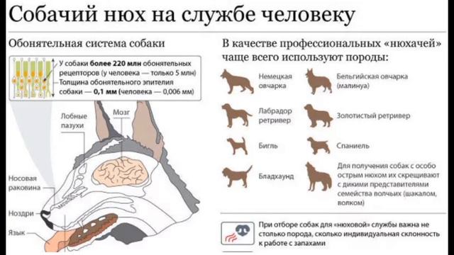 10 интересных фактов о собаках смотреть онлайн