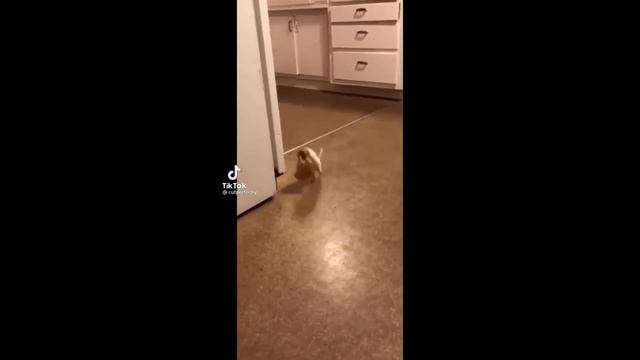 Funniest Cats And Dogs Videos - Best Funny Animal Videos 2023 смотреть онлайн