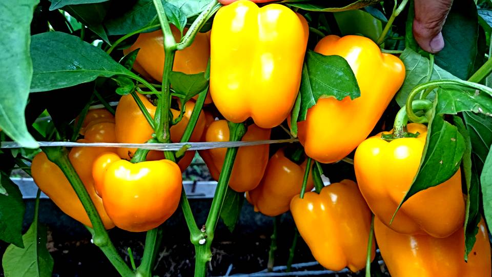 ЭТОТ ЛУЧШИЙ СОРТ СЛАДКОГО ПЕРЕЦА ПЛОДОНОСИТ В ЛЮБУЮ ПОГОДУ! ВСЕГДА СОБИРАЮ УРОЖАЙ ПЕРЦА ЯЩИКАМИ! БМ смотреть онлайн