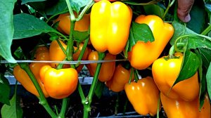 ЭТОТ ЛУЧШИЙ СОРТ СЛАДКОГО ПЕРЕЦА ПЛОДОНОСИТ В ЛЮБУЮ ПОГОДУ! ВСЕГДА СОБИРАЮ УРОЖАЙ ПЕРЦА ЯЩИКАМИ! БМ