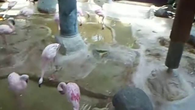 Розовые фламинго в зоопарке Карлсруэ (Германии). Pink flamingos in the zoo Karlsruhe (Germany). смотреть онлайн