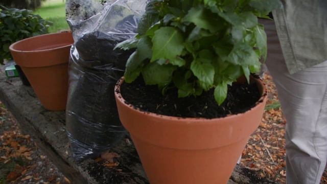 Dahlia GroStik Trial - Part 1 смотреть онлайн