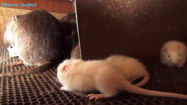 НУТРИЯ и снова неожиданности в нашем хозяйстве смотреть онлайн