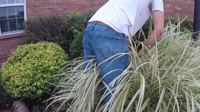 Real Time Hedge Trimming смотреть онлайн