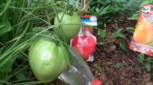 Томат "МАЗАРИНИ". Дегустация