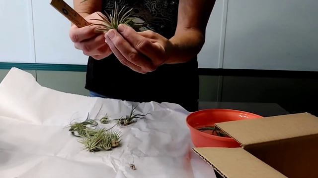 Tillandsia / Air Plant Unboxing смотреть онлайн