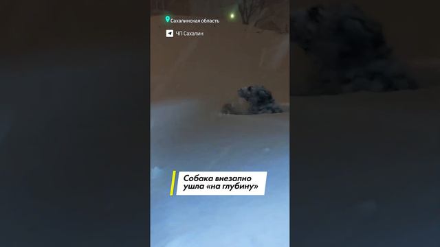 «Собака, ты там живая?» - снегопад с головой накрыл людей и животных на Сахалине смотреть онлайн
