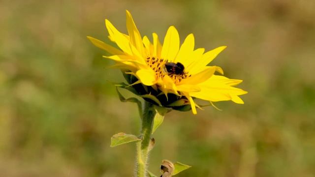 Sunflower Background Video Template || Sunflower Background Effect