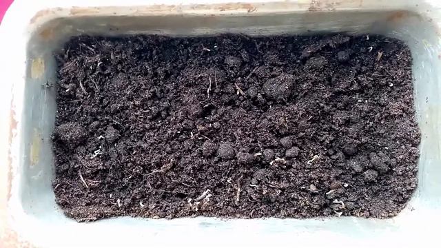 Выращиваем КИВИ из СЕМЯН. Появились Всходы. часть1. 05.02.2020г. смотреть онлайн