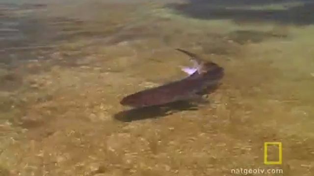 Большой барьерный риф смотреть онлайн