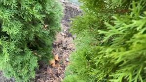 Чистка туй. Как провожу осеннюю санитарную чистку туй