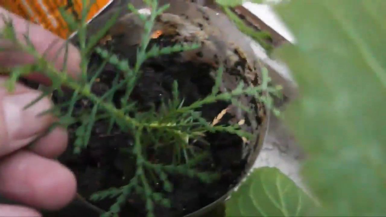 Что же выросло в итоге из голубой Ели, по просьбам подписчиков смотреть онлайн