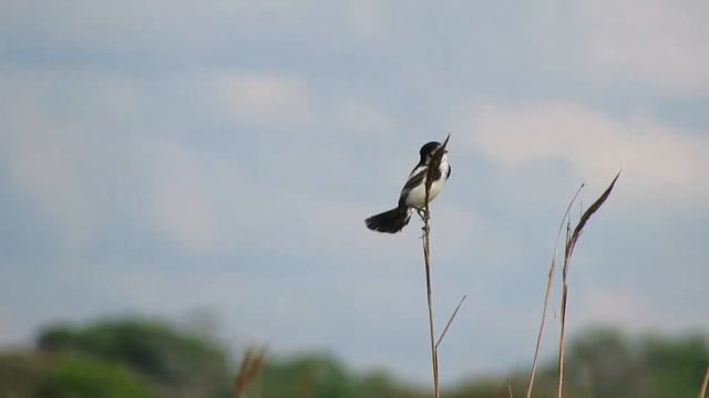 Avistar em Campo Grande смотреть онлайн