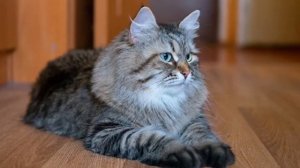 Сибирская кошка плюсы и минусы породы | Породы кошек | Сибирская порода кошек | Про кошек