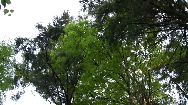 Owl, Hawks & Crows. Филин, ястреба и вороны (500sp) смотреть онлайн