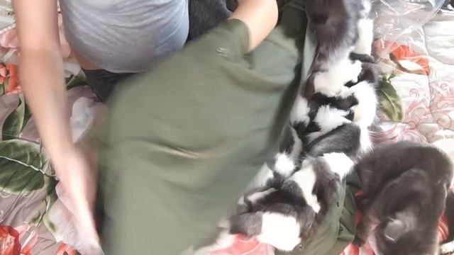 Парка с мехом лисы и песца с Aliexpress. Верхняя одежда. Зимняя куртка. смотреть онлайн