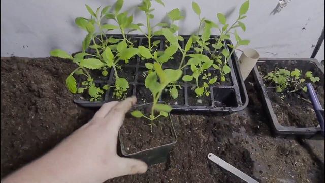 How to grow Verbena part 3 pinching out & potting on смотреть онлайн
