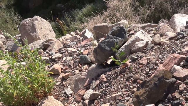 Зеленый аметист и самородок золота смотреть онлайн