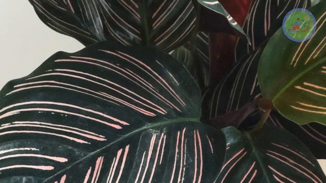 Tri-color Fantastic Foliage Indoor Plants | Houseplants With Incredible Tri-color Leaves