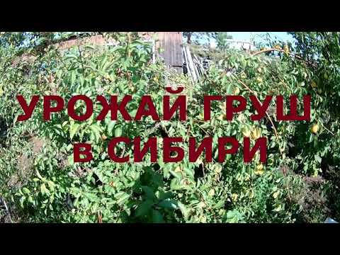 Урожай груш 2020