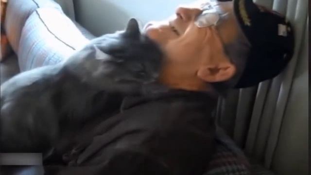 Не выдуманные истории о кошках. Кошачья преданность смотреть онлайн