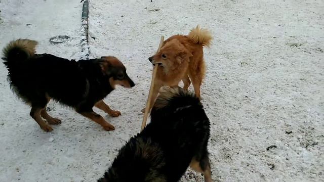 Санни Б112, дек18, Кожуховский приют смотреть онлайн