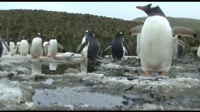 3 Minutes in the life of a Gentoo Penguin. смотреть онлайн