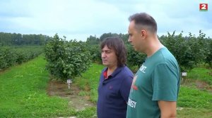 Выращивает фундук в Беларуси «Я из деревни». д. Рагозы