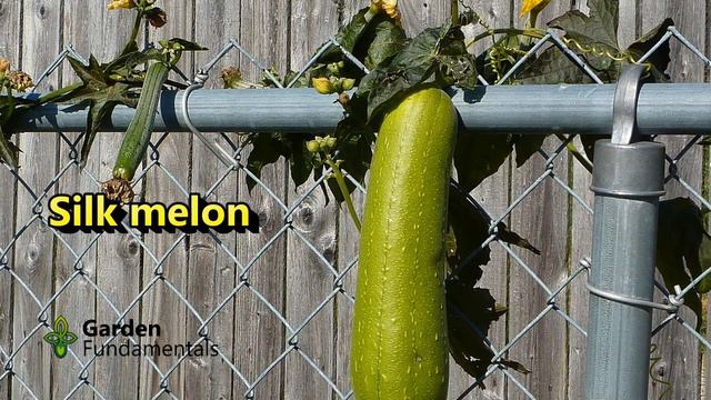 Growing Cucumbers The Best Way 🥝🥝🥝 Plus Secrets For Growing Vertical смотреть онлайн
