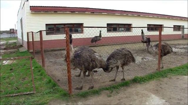 Страусиная ферма "Русский страус" смотреть онлайн