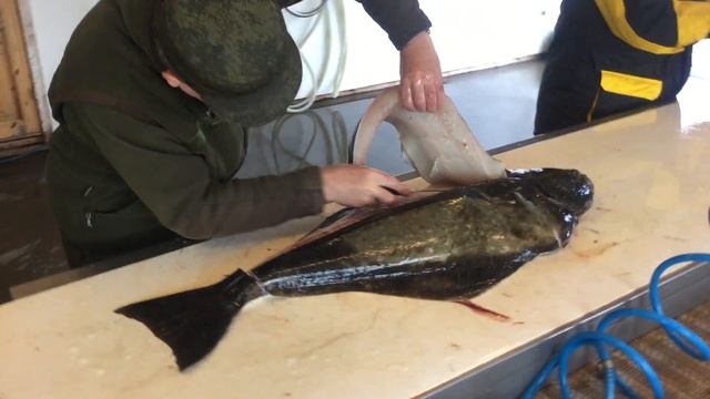 Снятие филе с Палтуса смотреть онлайн